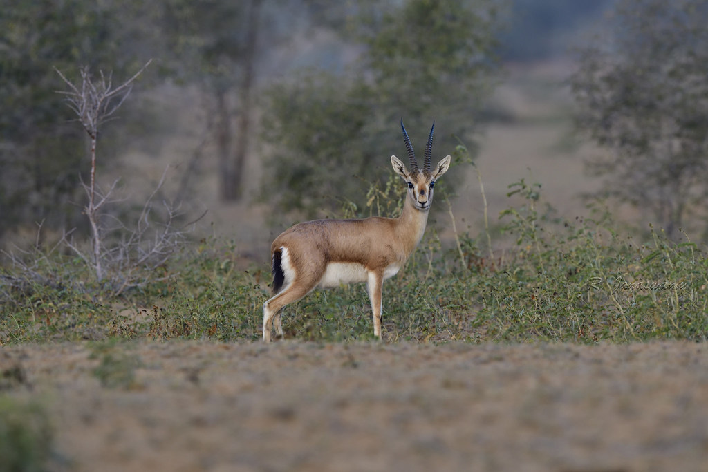 Chinkara (Indian Gazelle), Pokaran desert, Rajasthan, India - a photo on  Flickriver