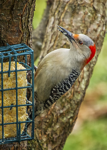 bird woodpecker feathers suet feeder tree branch red redbelliedwoodpecker westvirginia january winter beak