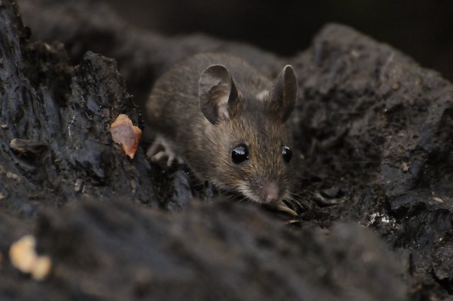 mouse on a log