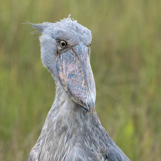 Shoebill