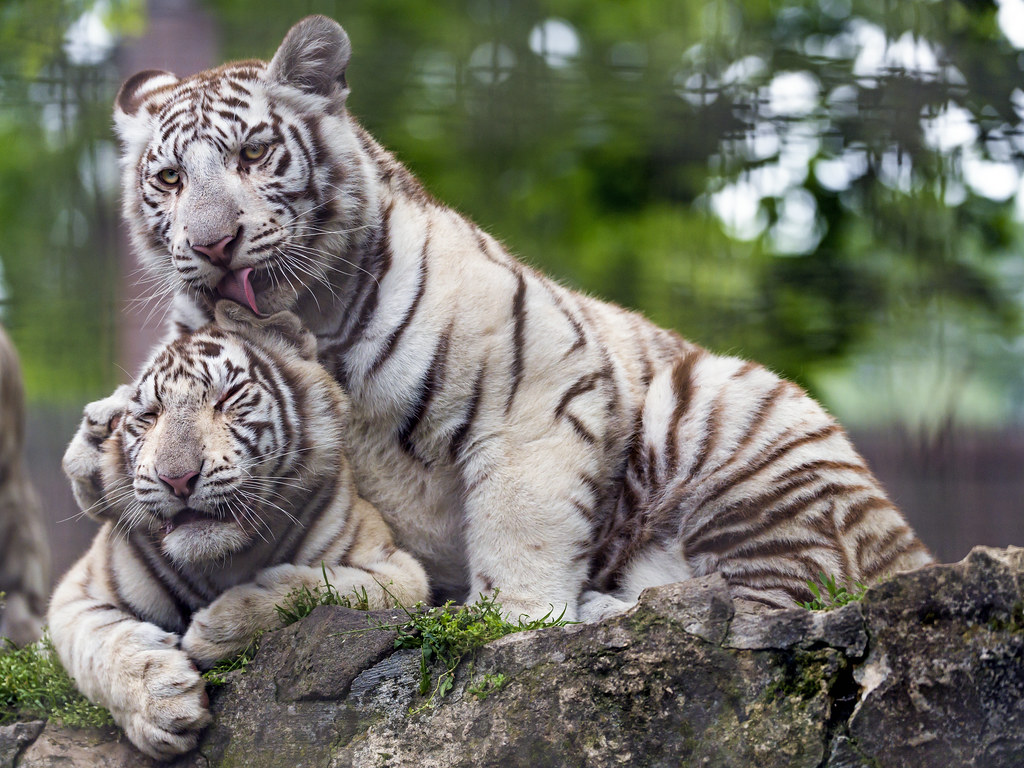 Two white tiger cubs showing love