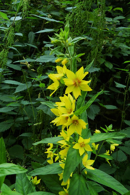 Flor amarilla en el sendero  Dorschied a Lorch Valle del Rin Alemania 02