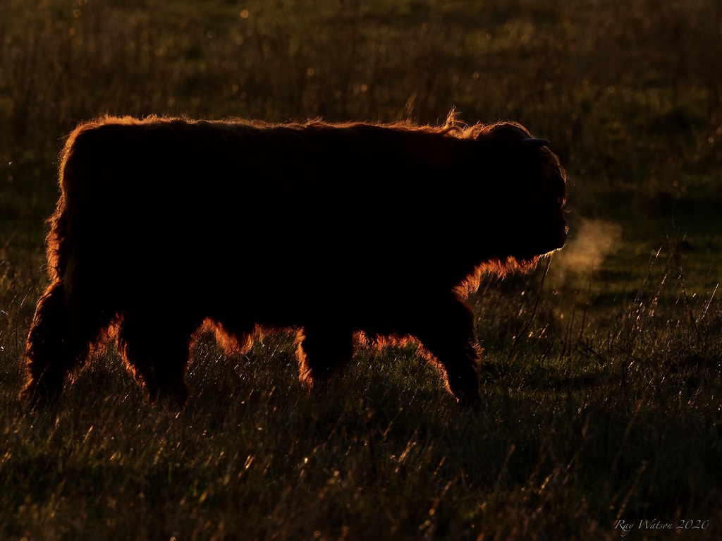 Cattle in afternoon sunlight