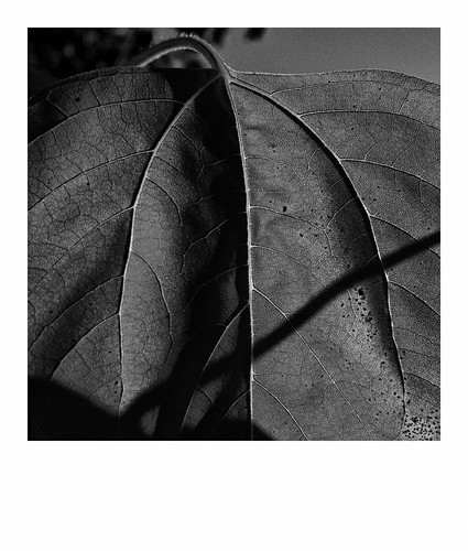 panasoniclumixgf1 20mmf17 blackandwhite bw monochrome landscape autumn outdoor theuntendedgarden helianthus sunflower tangleoflife smithville minnesota duluth icamesofarforbeauty sictransitgloriamundi
