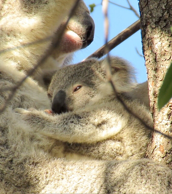 Magnetic Island