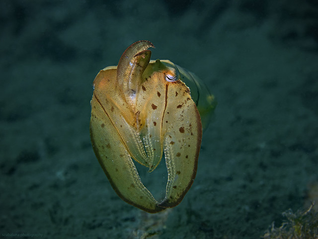 Broadclub Cuttlefish, Breitkeulen Sepia (Sepia latimanus)