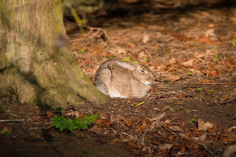 Snoozing in the winter sun, Stratford