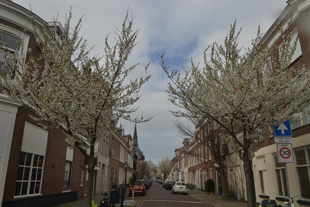 Bomen bij de ingang van een straat in Den Haag (136FJAKA_3303)