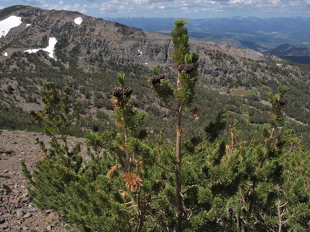 whitebark pine, Pinus albicaulis