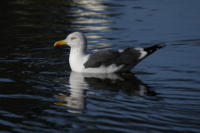 a lesser blanck-wacked gull - un goeland brun