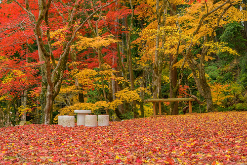 篠山市 兵庫県 japan 丹波 寺院 teemple 紅葉 autumnleaves
