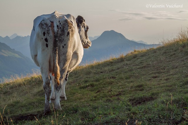 SF-_MG_3613 - Hollstein cow and the Moléson mountain, Gruyère region - Switzerland
