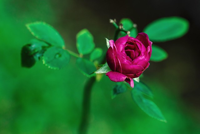 Magenta Pink Rose