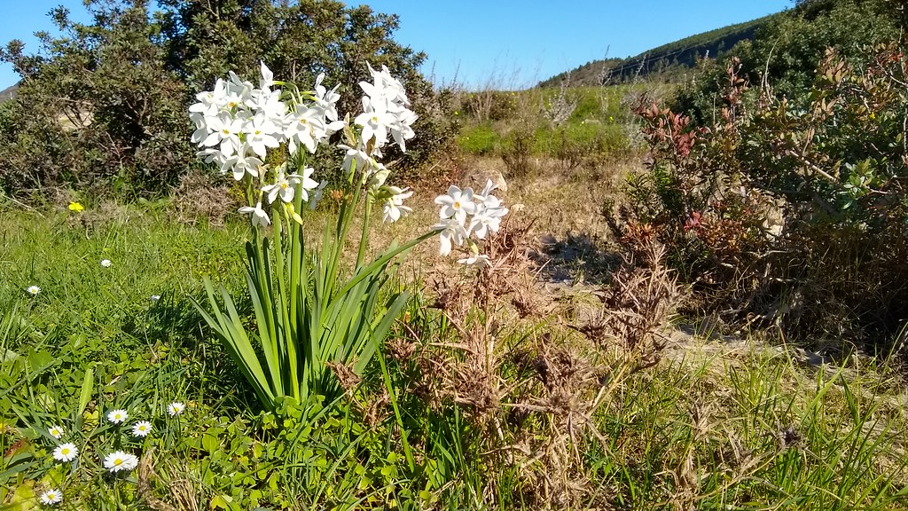Wild flowers, local countryside, Boca do Rio, Algarve