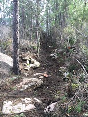 Travaux de restauration de l'ancien chemin de Luviu : dans la forêt après la piste annexe de Luviu