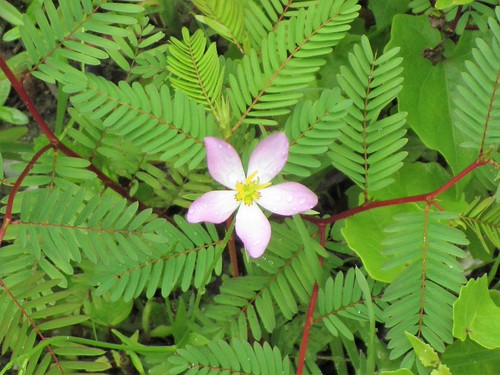 Wildflower 1618 | by Tangled Bank