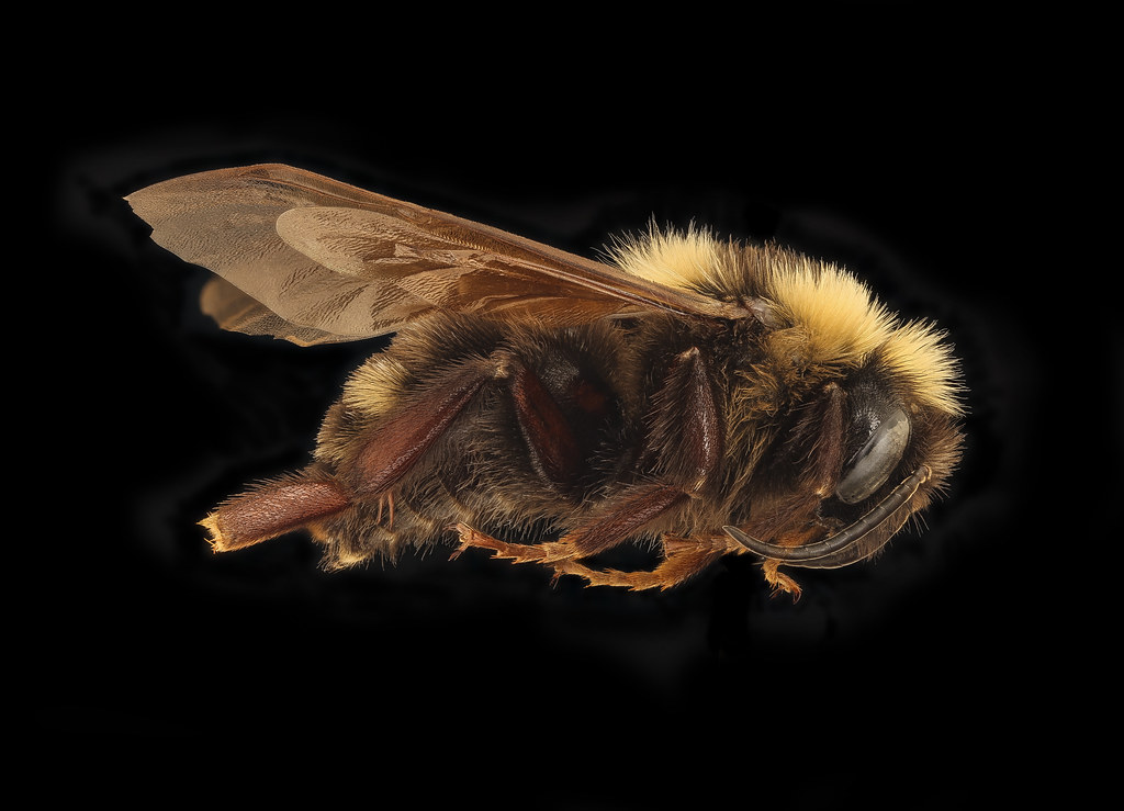 Bombus variabilis, m, right, St. Mary's Co, MD_2019-03-23-13.58.16 ZS PMax UDR