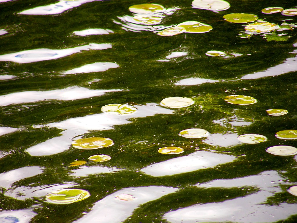 Leaves with Water Ripples