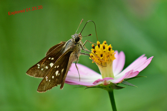 A skipper butterfly on a cosmos flower