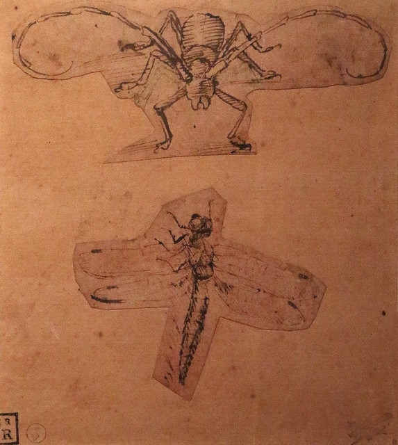 Leonardo da Vinci (Anchiano, 15 aprile 1452 – Amboise, 2 maggio 1519) - Due studi di insetti (1480 circa - 1503-1505 circa) - Penna e inchiostro su carta colorata, ritagliata in due frammenti montati su altro foglio - Biblioteca Reale, Torino