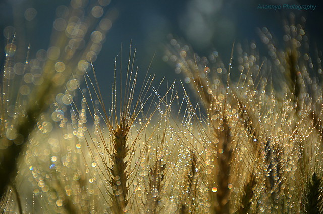 The morning dew is shining. All around in the early morning