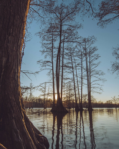 Sunset through the Cypress. Rosenbaum Lake. Maumelle, Arkansas. 2020. by BradSimsPhoto, cypress nikon winter nikkor1424mm d500 naturalstate wanderfar arkansas arkansasriver outside river r