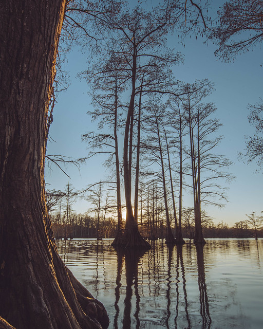 Sunset through the Cypress. Rosenbaum Lake. Maumelle, Arkansas. 2020.