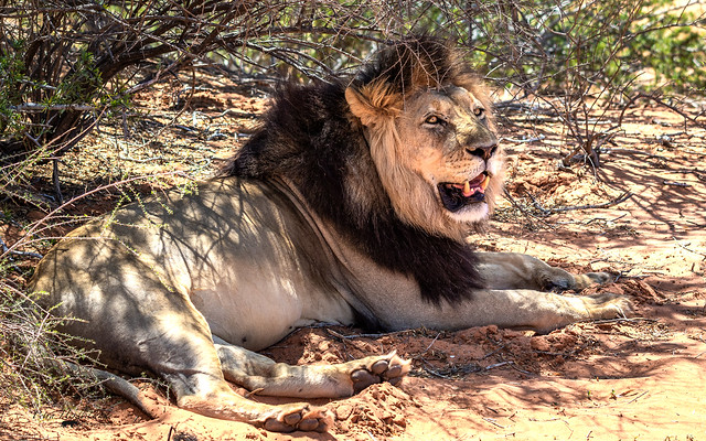 Kalahari-Löwe mit der schwarzen Mähne