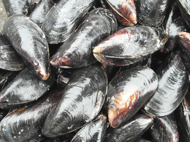 Brancaster mussels