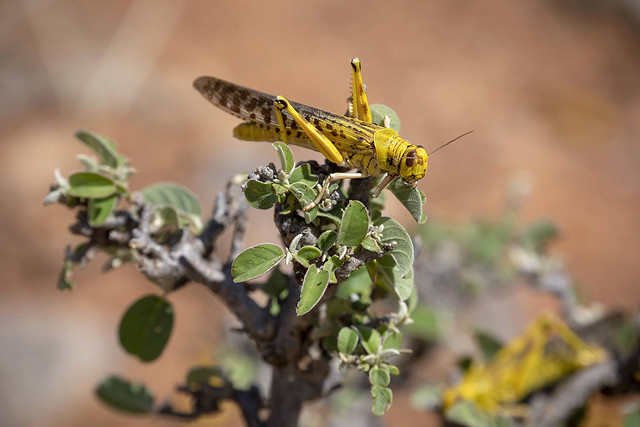 Desert Locust eating