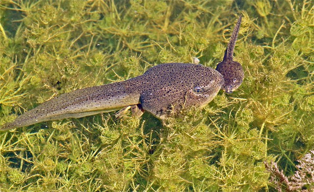 THIS BIG TADPOLE WILL BE a FROG, PRETTY SOON in a POND of MONTREAL ( Quebec ) CANADA