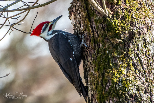Male Pileated  Woodpecker