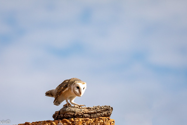 Attentive Barn Owl on lookout for prey