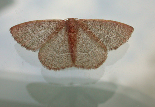 insect moth lepidoptera geometridae geometrinae nemoria nemoriabistriaria redfringedemerald northcarolina piedmont wingwednesday inaturalist bmna nc april