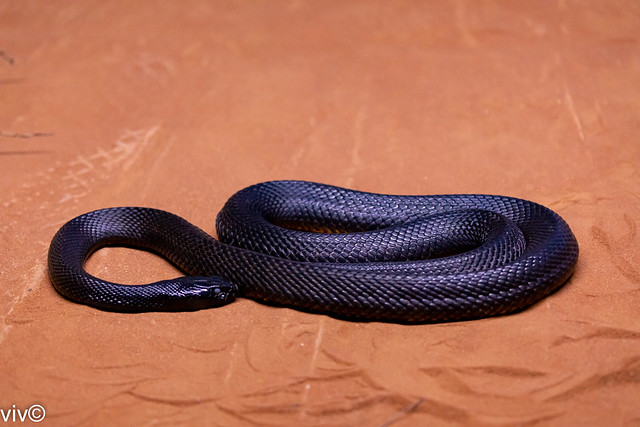 Calm Inland Taipan - world's venomest snake - one bite can kill 100 adults