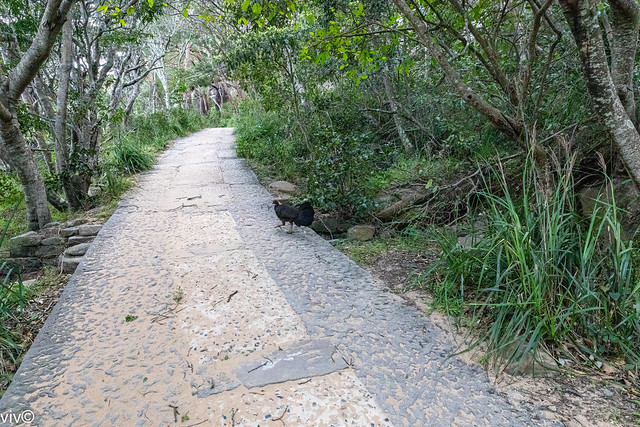 Scenic uphill access bush path to historic Barrenjoey Head, New South Wales, Australia