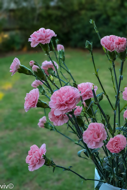 Lovely bouquet of pink Carnations in our garden