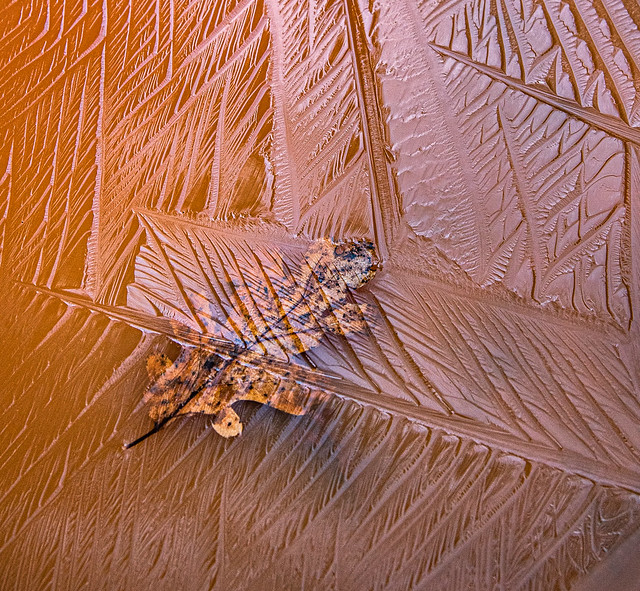 Ice Abstract with Oak Leaf