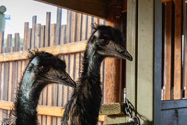 Two curious Emus