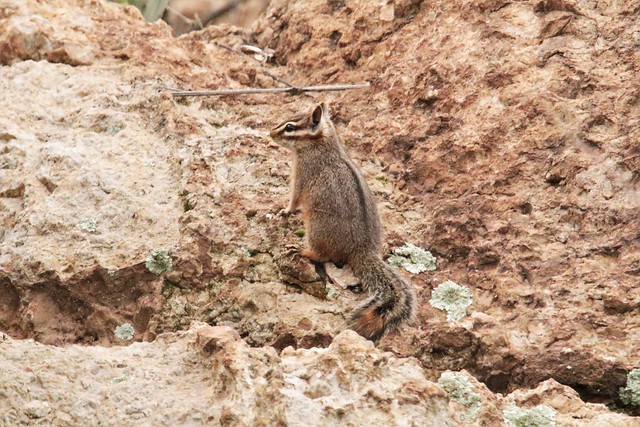 Cliff Chipmunk Hears Some Far Off Sound and Perks It's Ears (Tamias dorsalis)