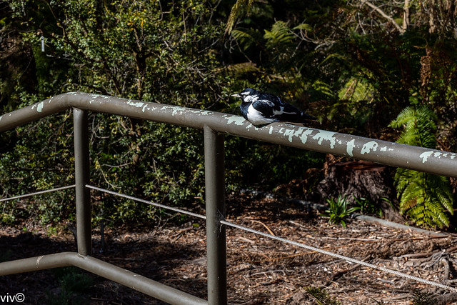 Australian Magpie-lark resting