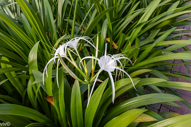 Lovely white Crinum Lily flowers and buds