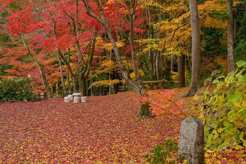 篠山市 兵庫県 japan 丹波 紅葉 autumnleaves 寺院 temple
