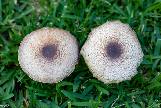 Twin large garden mushrooms in our garden