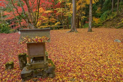 篠山市 兵庫県 japan 丹波 紅葉 autumnleaves 寺院 temple