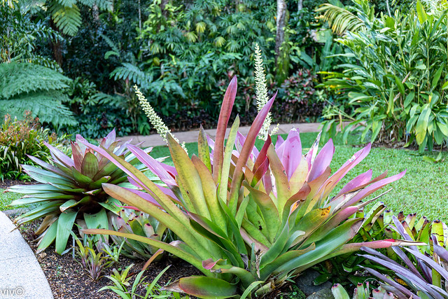 Lovely Bromeliad plant colours and buds sprays