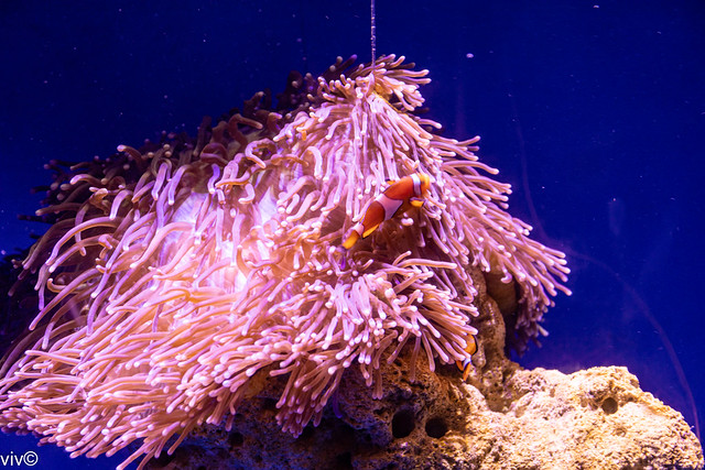 Lovely Clown fish of Nemo fame