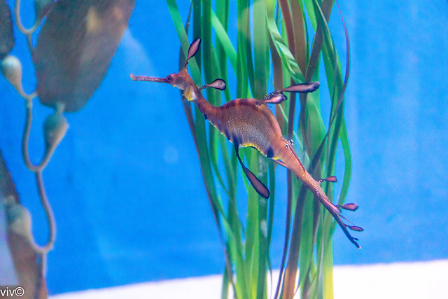 Lovely colours of the common Seadragon