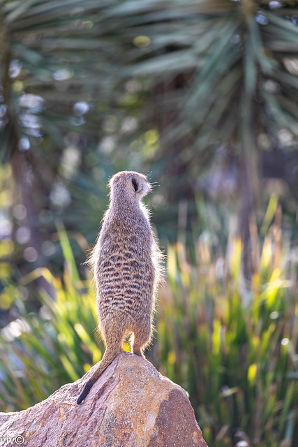 Adult Meerkat on active lookout