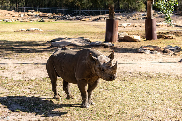 Twin horn Rhinoceros in contemplation